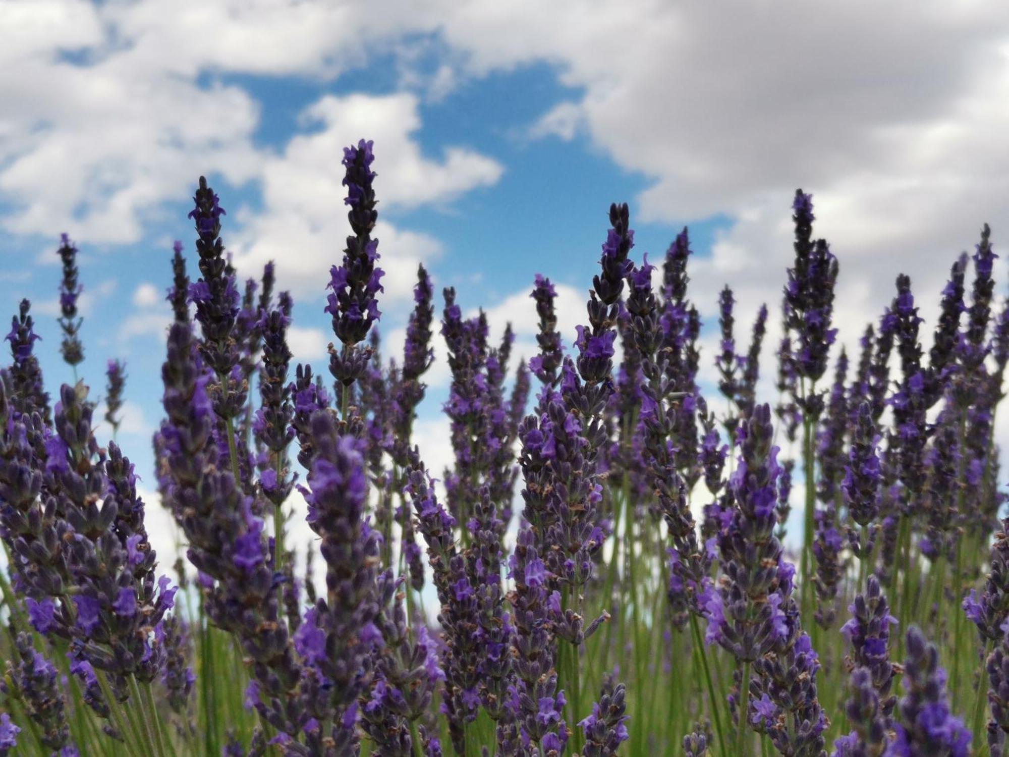 Modene Gite En Provence Lavande מראה חיצוני תמונה