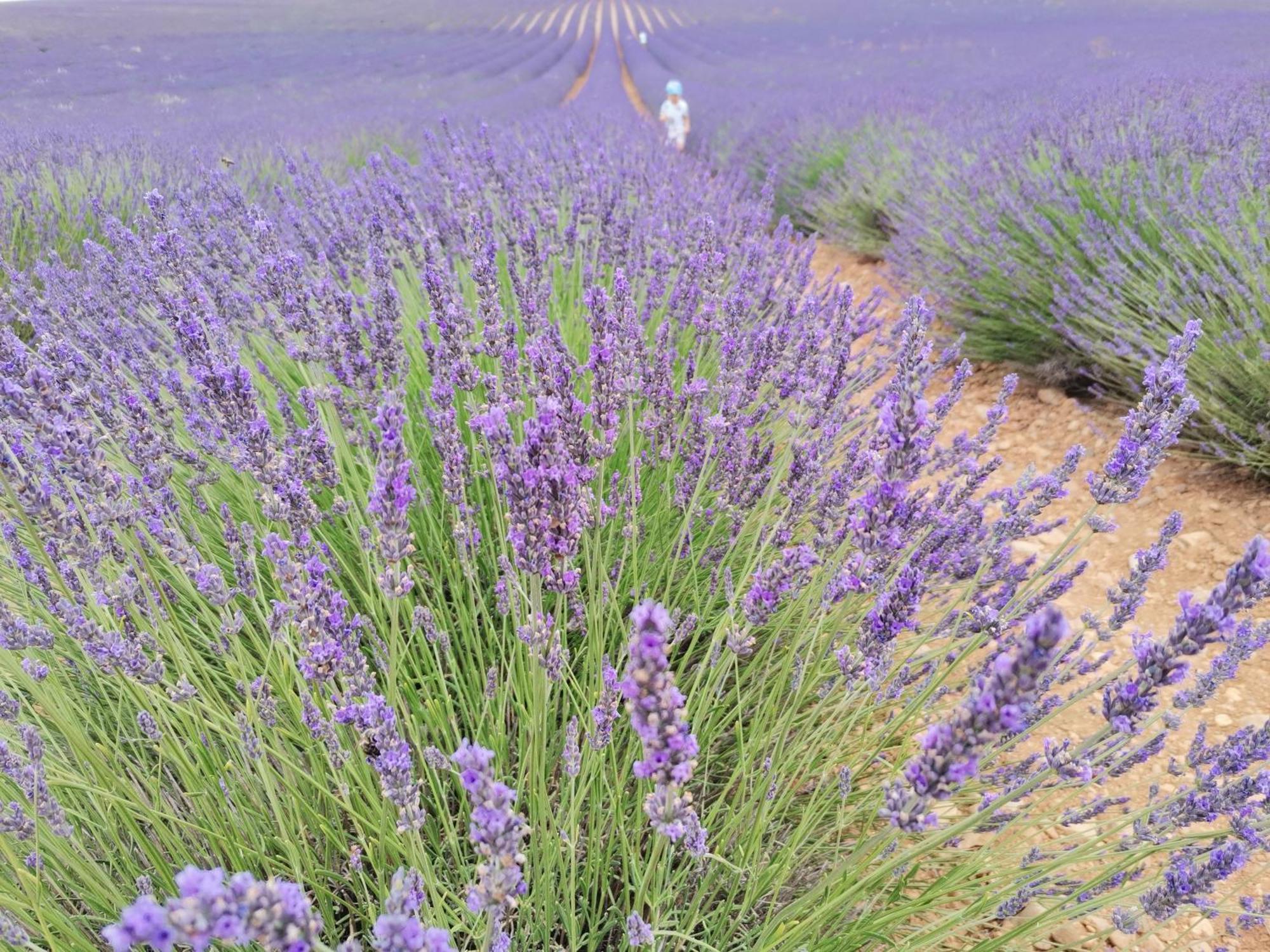 Modene Gite En Provence Lavande מראה חיצוני תמונה